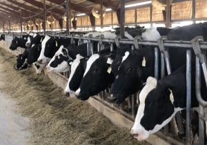 اعتراض دامداران و لزوم تصميم مدبرانه