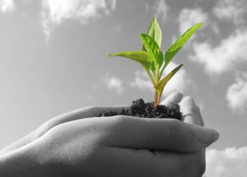 اميد فرداها